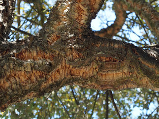 May 2020: The first sapling