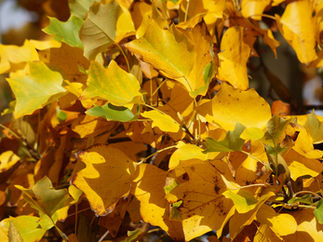 November 2020: The liquidambars