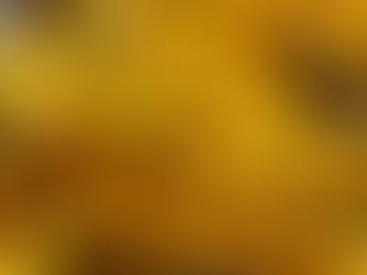 November 2020: The liquidambars