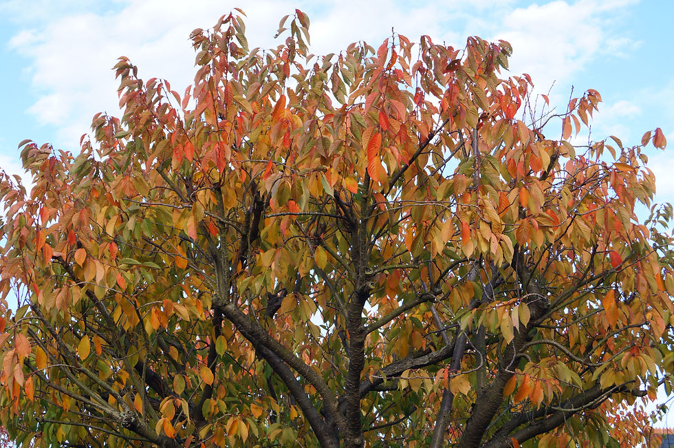 Kanzan cherry autumn leaves, Stradella Road