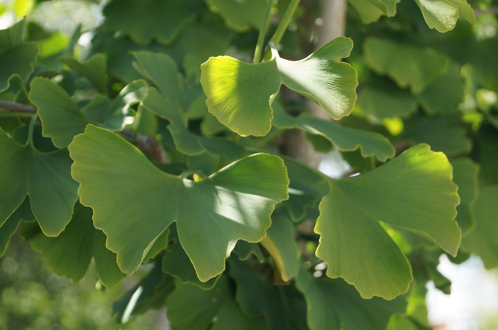 Ginkgo leaves, Carver Road