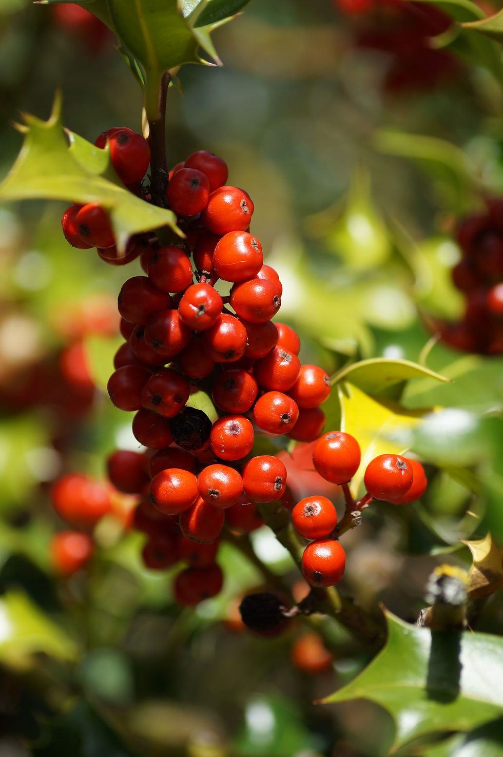 Red Post Hill holly
