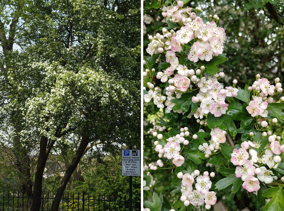 Common hawthorn blossom at Sunray Gardens (left) and Gallery Road, second half April