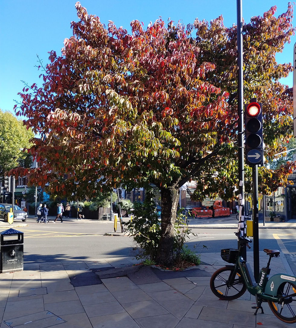 Early autumn colours of Sargent's cherry, corner of Herne Hill and Milkwood Road