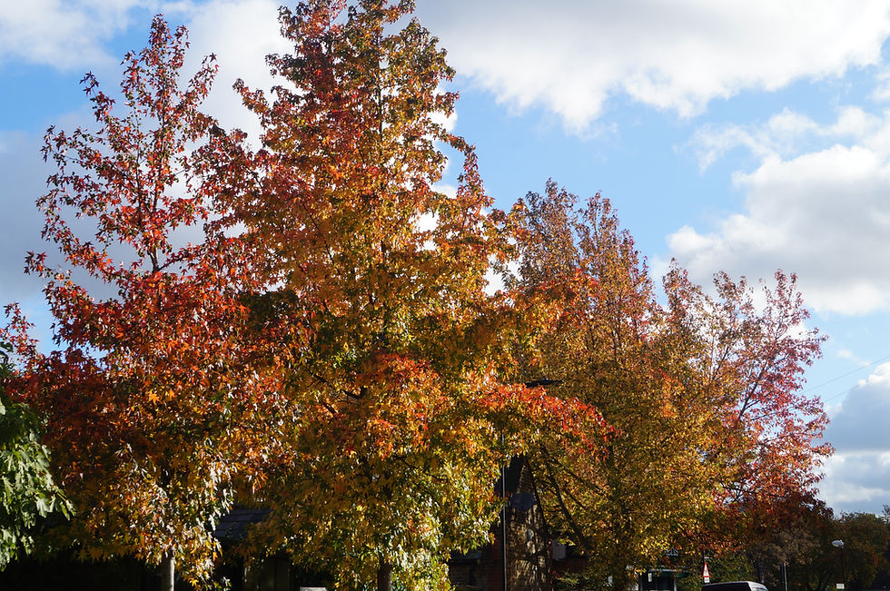 Group of three sweet gums facing the houses on Howletts Road