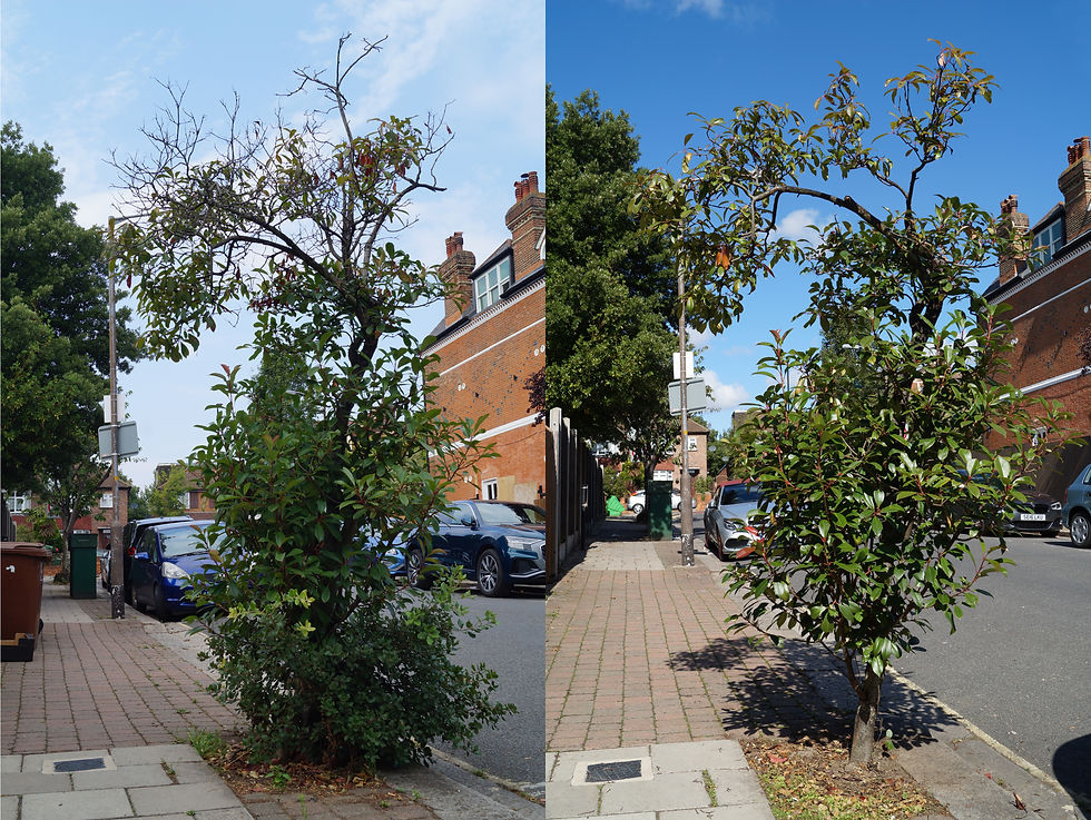 Hollingbourne Road photinia, before and after pruning