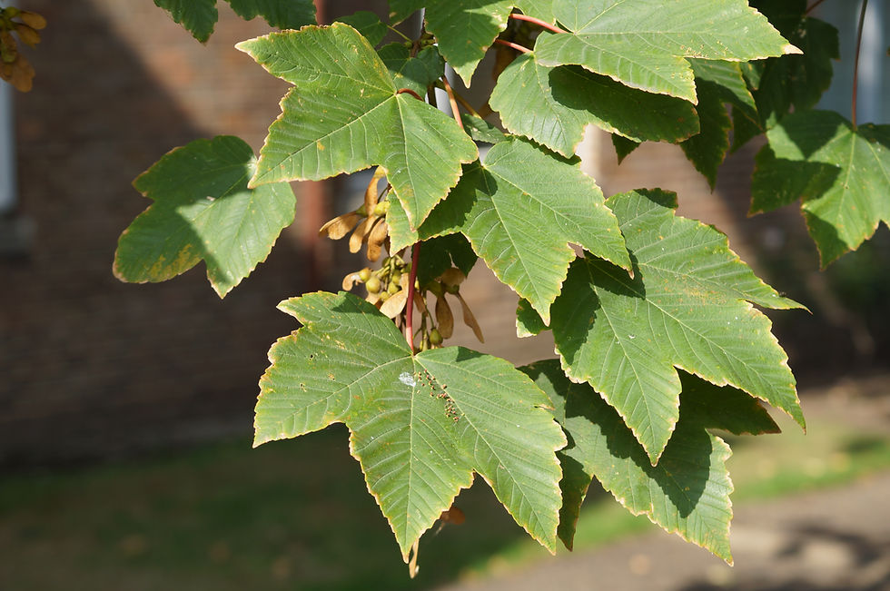 Sycamore leaves, Elmwood Road