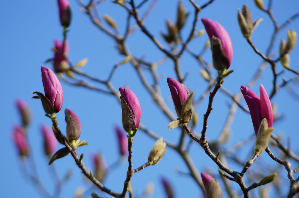 Ripe flower buds, saucer magnolia, Casino Avenue