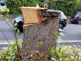 November 2024: Our lost trees