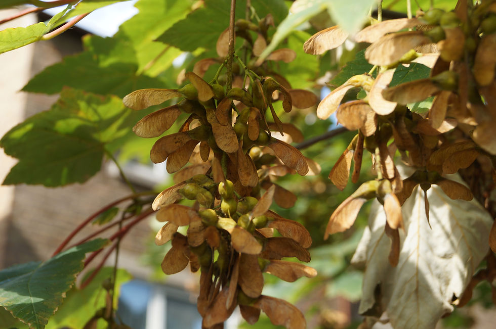 Sycamore samaras, Elmwood Road