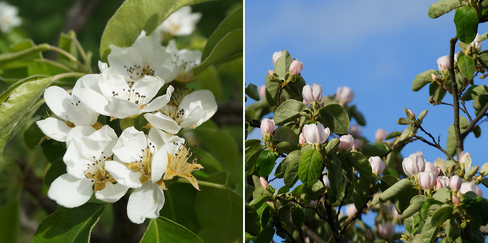 Fruit tree blossom at Sunray Green, early April. Left - conference pear. Right - quince