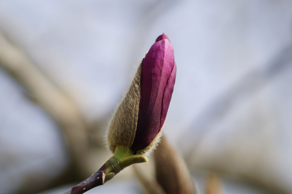 Galaxy magnolia flower bud, Casino Avenue
