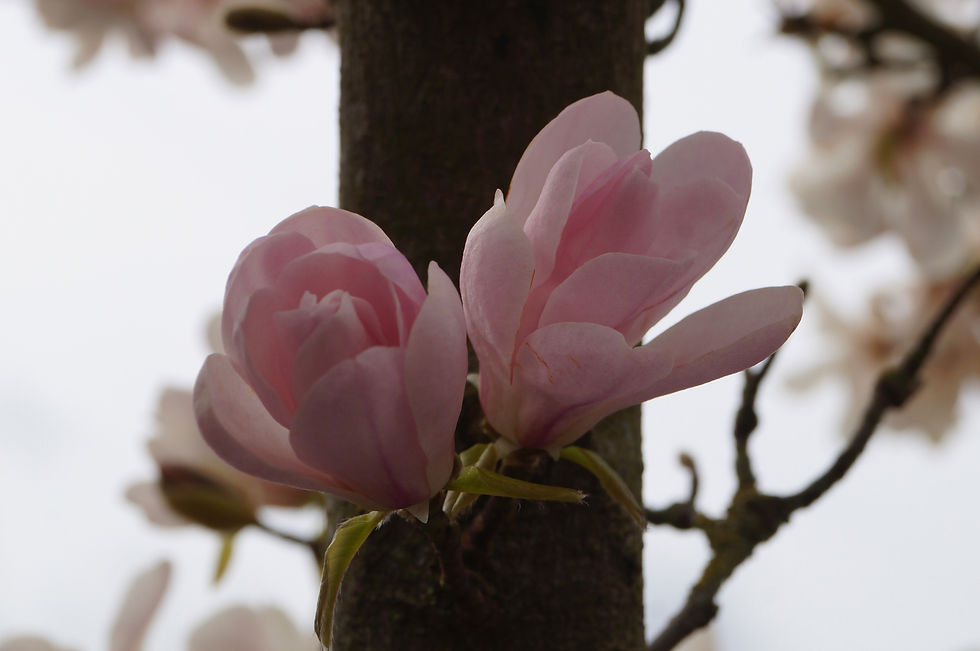 Northern Japanese magnolia flowers, Casino Avenue