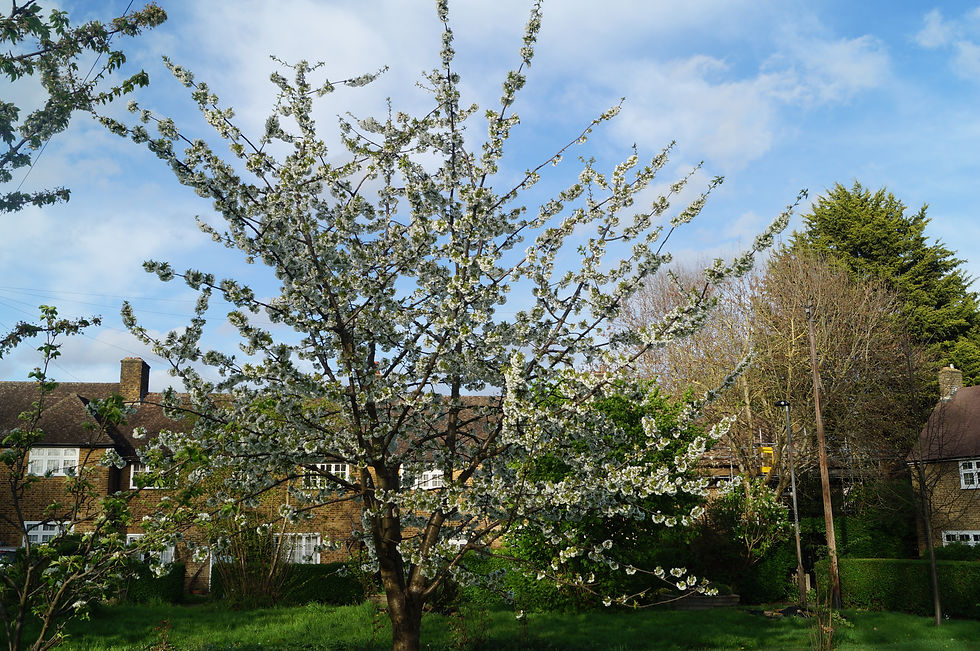 Wild cherry, Sunray Green, early April