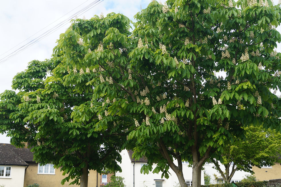 Common horse chestnut, Casino Avenue, late April