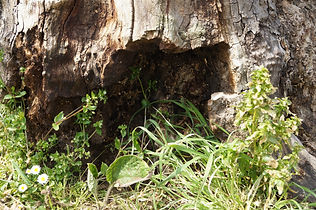 Rot in the base of a London plane at the