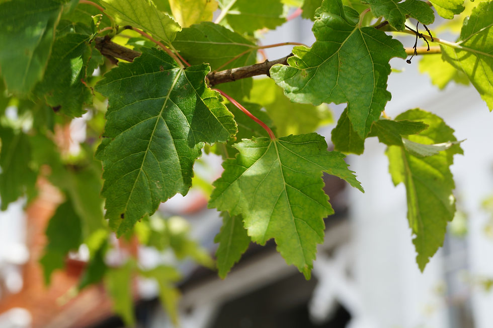 Amur maple leaves, Frankfurt Road