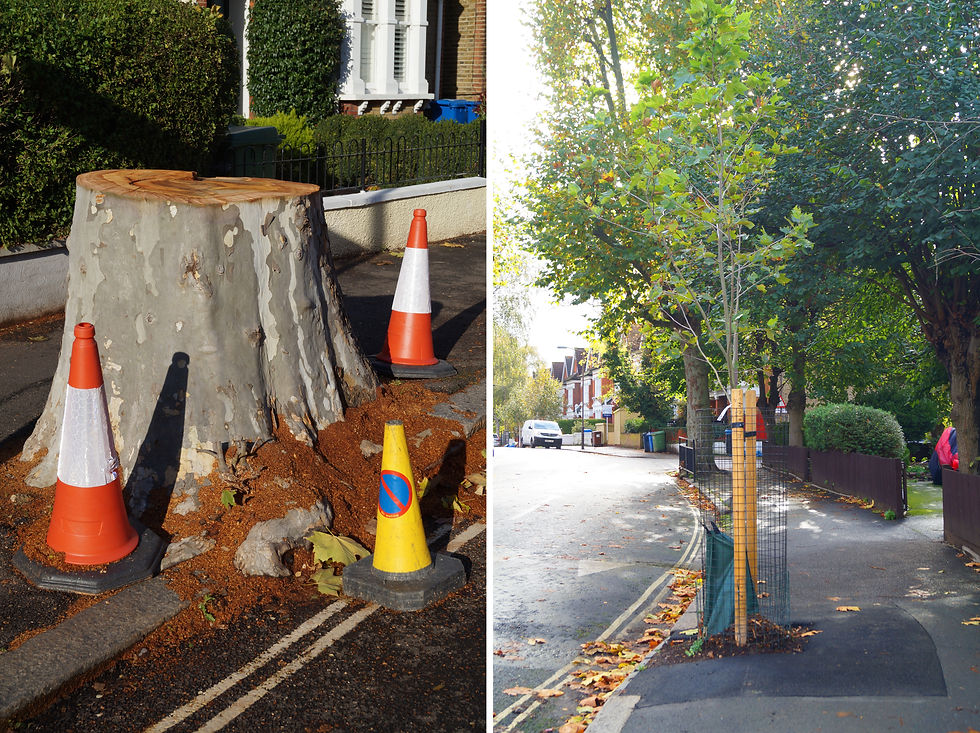 London planes, Elmwood Road. Left - tree felled in November. Right - new tree pit for plane sapling opposite