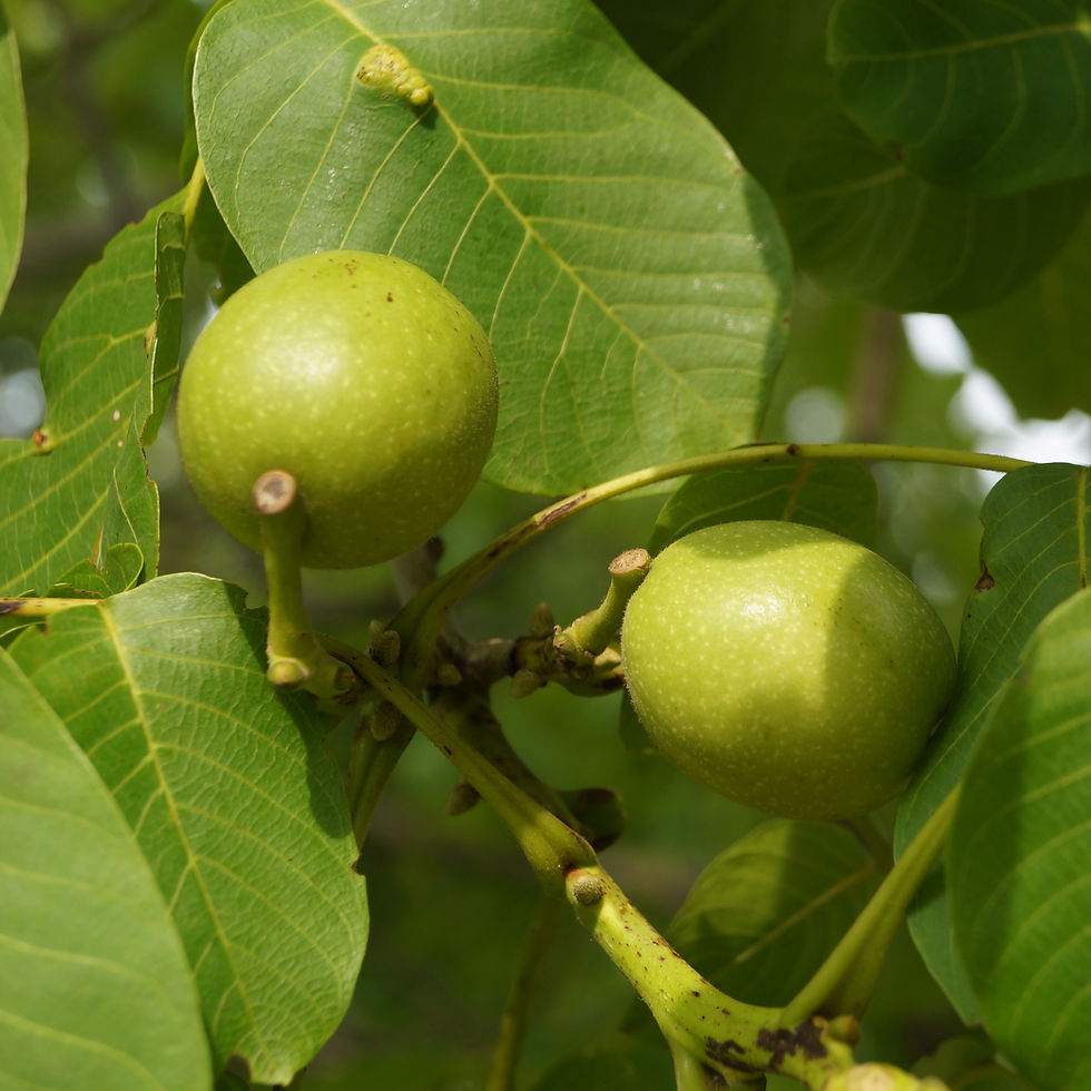 Plump fruit on the walnut tree in the front lawn of Delawyk Crescent, near 60 Half Moon Lane