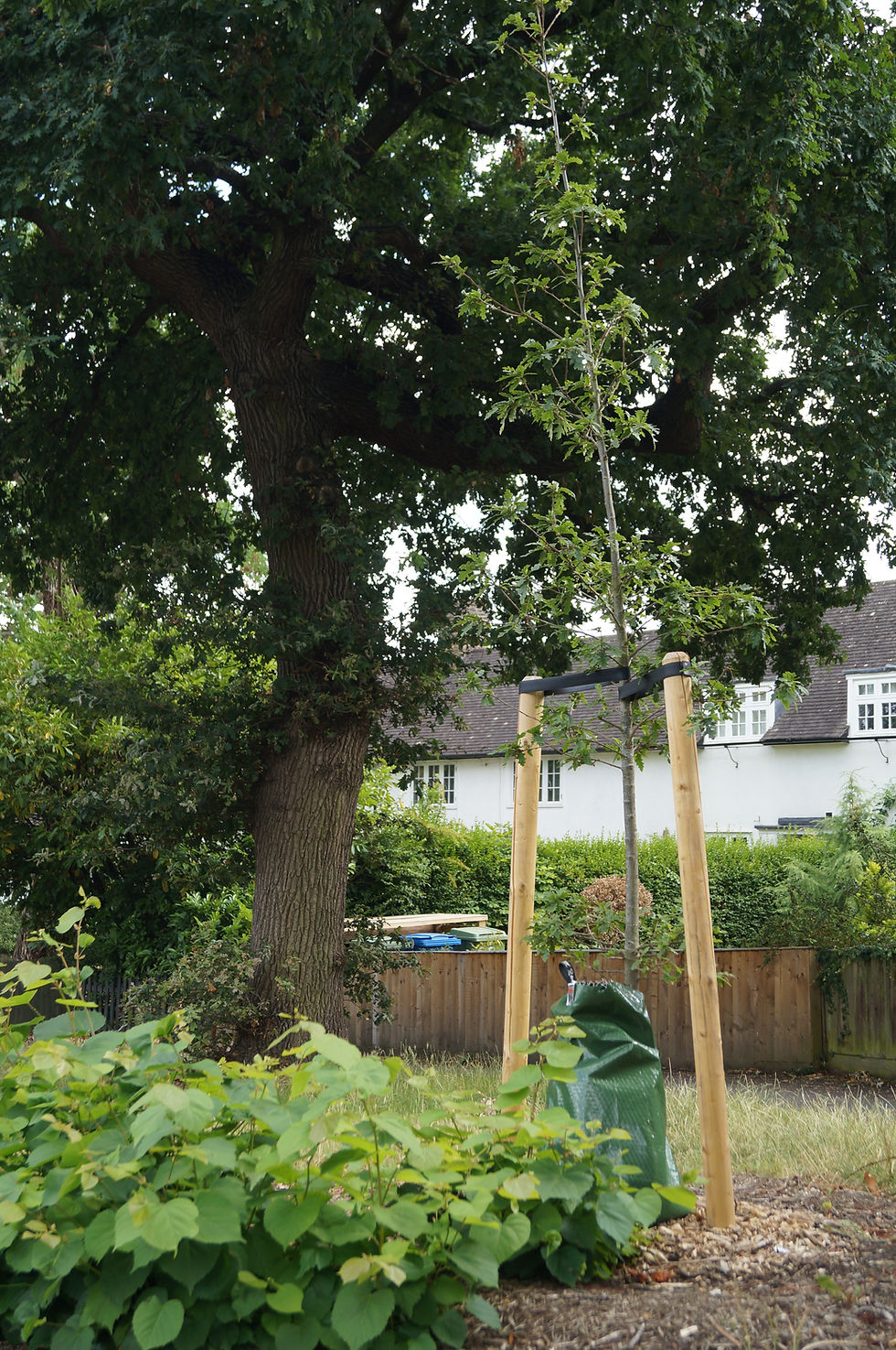 Newly planted Turkey oak on Red Post Hill, with lime tree suckers in foreground



Newly planted Turkey oak on Red Post Hill, with lime tree suckers in foreground