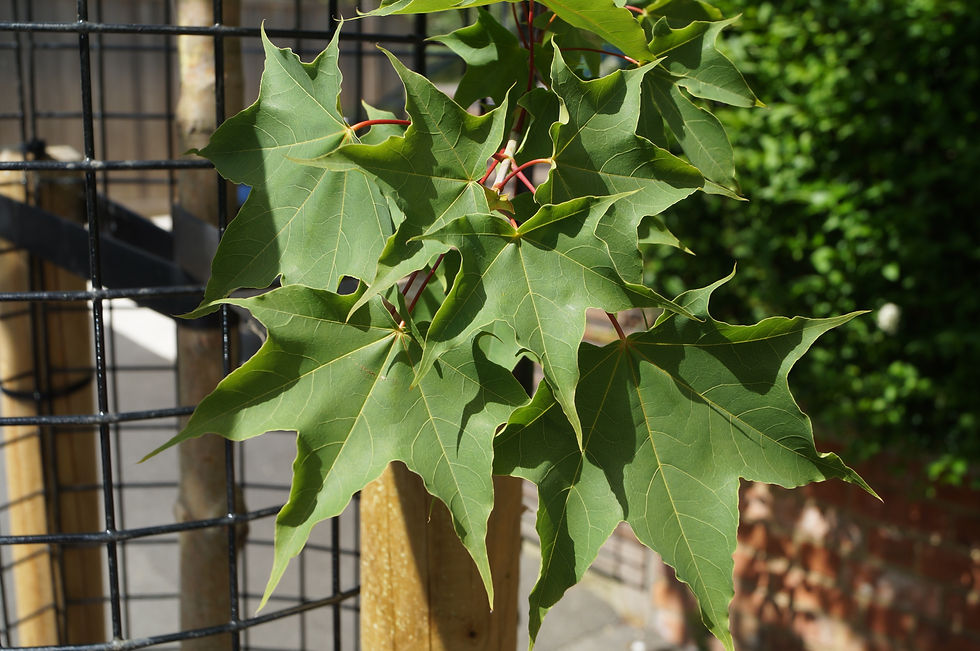 Cappadocian maple leaves, Holmdene Avenue
