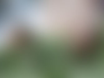 Cedar of Lebanon cones