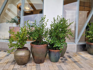 Artificial vs. Living Plants: Which is Best for Your Office?
