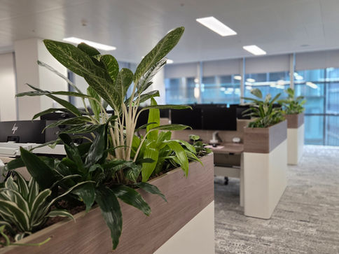 Funky Yukka and Global (Re)Insurance Organisation Unveil Premier Biophilic Workspace