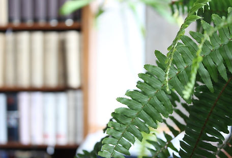 Biophilic design Funky Yukka