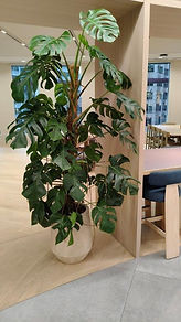 Freestanding plant