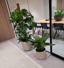 Biophilic Design & Office Plants