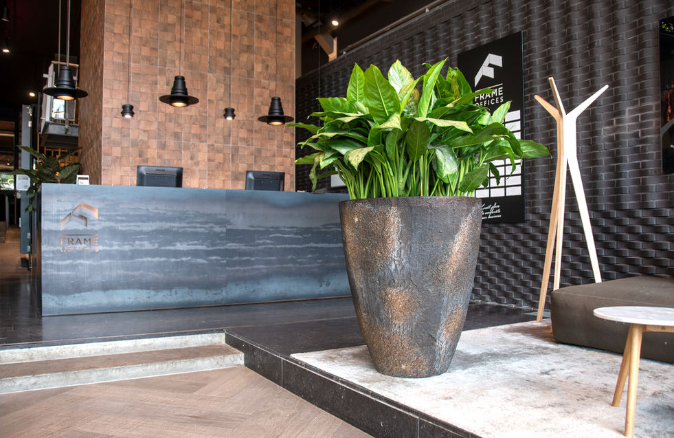 Office Plants Funky Yukka