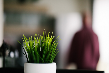 Biophilic design Funky Yukka