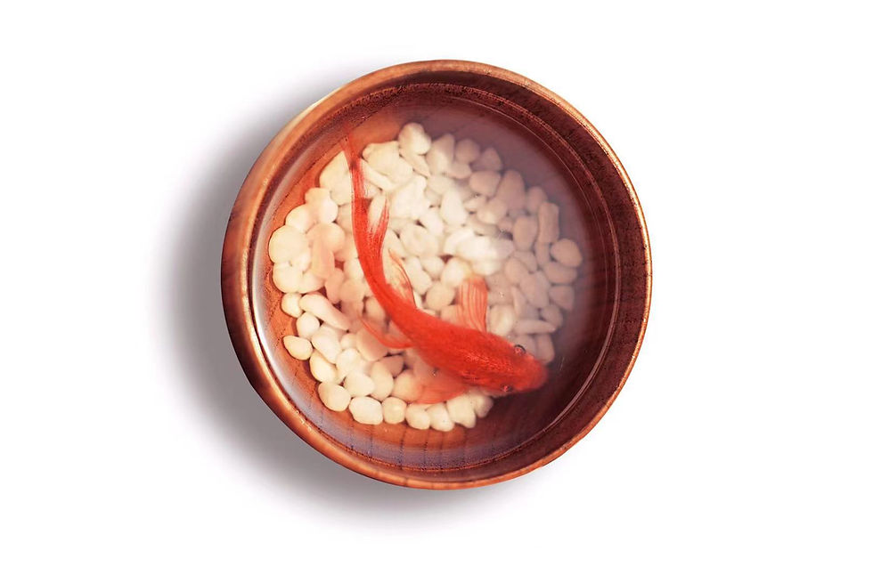 Thumbnail: Red Little Koi Fish