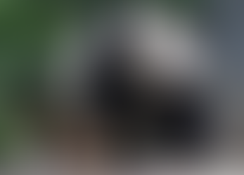 Giant panda Xiang Xiang celebrates 7th birthday