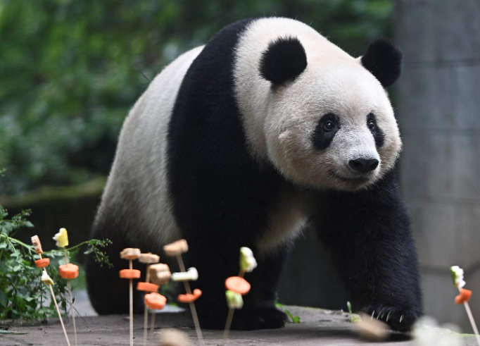 Giant panda Xiang Xiang celebrates 7th birthday