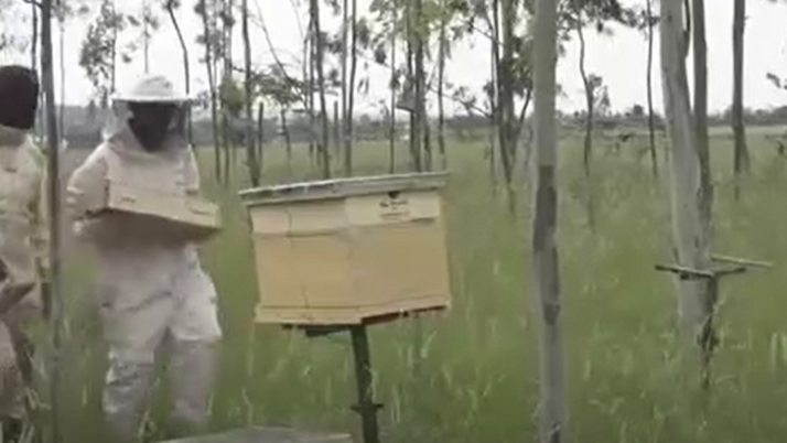 Kenyan beekeepers turn to bee venom as lucrative alternative