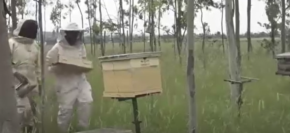 ree