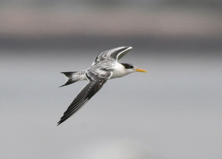 China issues first report on ecosystems of Tiexian Jiao, Niu'e Jiao