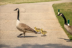 geese.jpg