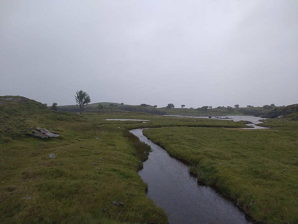 Paradis des oies sauvages