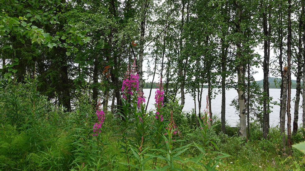 Flore du Nord