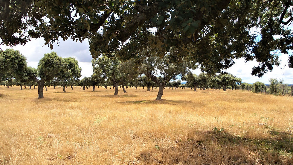 Llanuras de Salamanca