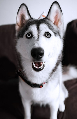 Dog.jpg