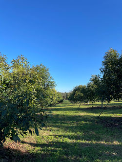 Imagen de WhatsApp 2025-11-06 a las 21.59.50_365e1b2f