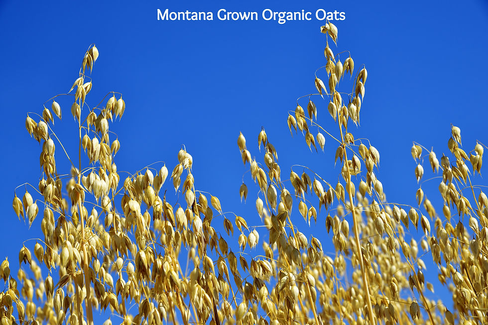 Thumbnail: Cinnamon Oat Organic Rolled Hotcakes Crepe Mix