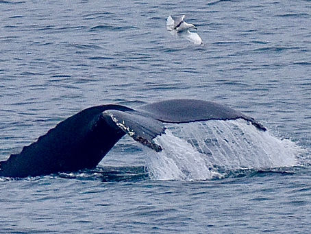 Gateway to the Arctic - what an amazing morning......