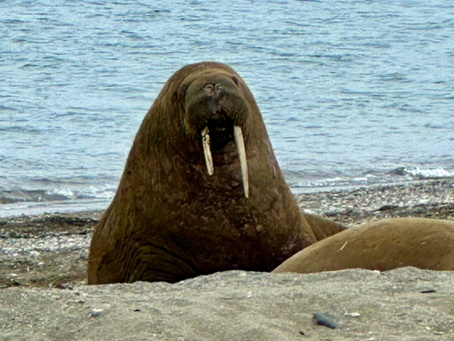 Geology 101 and some walruses or walri