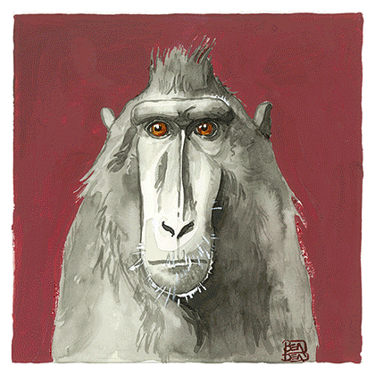 PORTRAITS DE SINGES