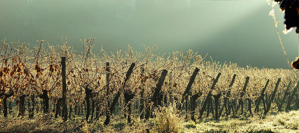 Dans les vignes